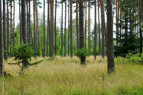 Baumlandschaft Wald / Tree Stems