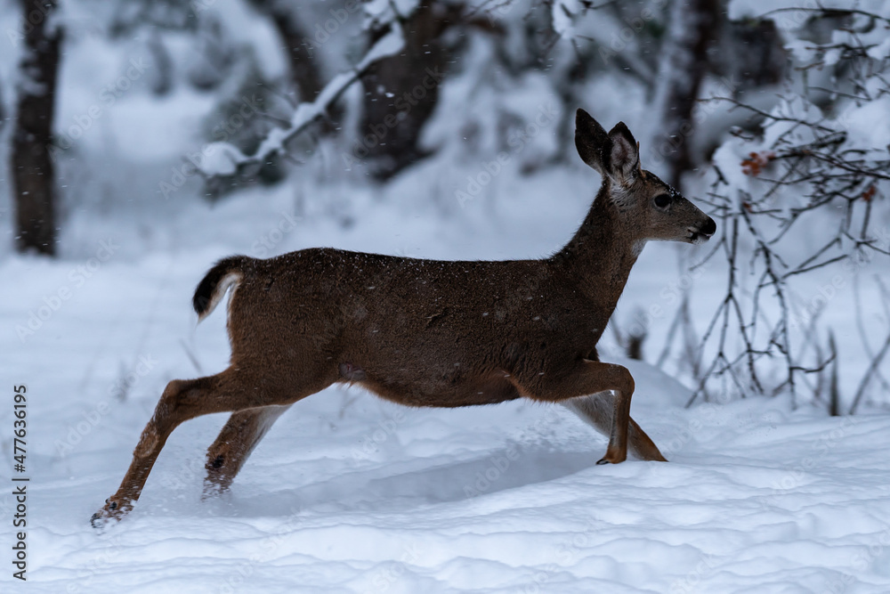 White-tailed Deer Running in Snow White-tailed Deer Running in Snow