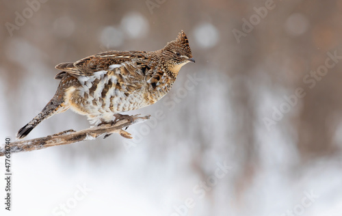 Принти на полотні Ruffed grouse closeup perched on a small branch in winter in Ottawa, Canada