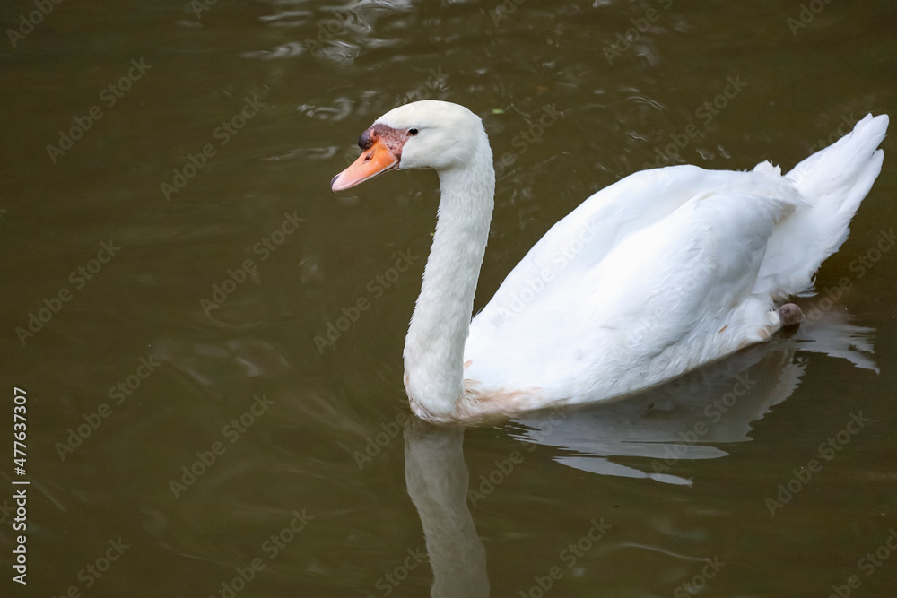 White swan is swimming on the river White swan is swimming on the river