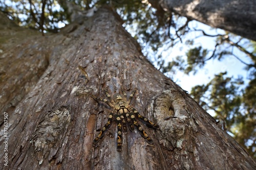Wide-angle close up of the ivory ornamental tiger spider Poecilotheria subfusca (Araneae: Theraphosidae), an arboreal tarantula species from Sri Lanka, photographed in its biotope on a cypress tree.