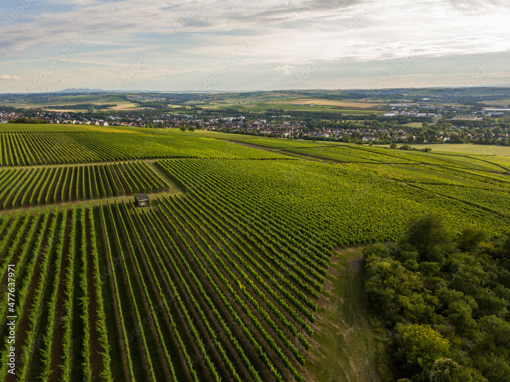 Weinberge von Rheinhessen im Sommer bei Nieder-Olm, Rheinlandpfalz Deutschland