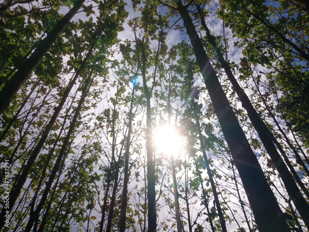 Naklejka premium Nature view