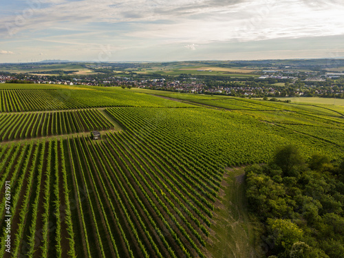 Weinberge von Rheinhessen im Sommer bei Nieder-Olm, Rheinlandpfalz Deutschland