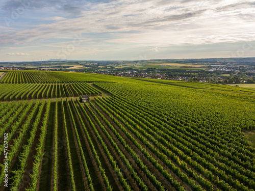 Weinberge von Rheinhessen im Sommer bei Nieder-Olm, Rheinlandpfalz Deutschland