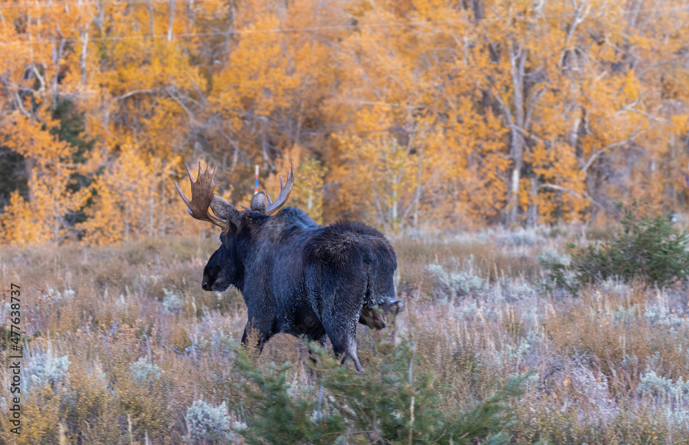 Bull Moose During the Rut in Autumn in Wyoming Bull Moose During the Rut in Autumn in Wyoming