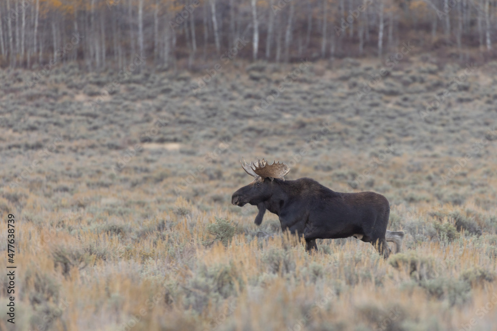 Bull Moose During the Rut in Autumn in Wyoming Bull Moose During the Rut in Autumn in Wyoming