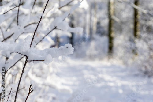 gros plan paysage d hiver  paysage  hiver  neige  froid  glace  arbres  chemin  sentier  nature  gel  gel    blanc  blanche  for  t  arbre  su  de  scandinavie  scandinave  enneig    ciel  bleu  saison  s