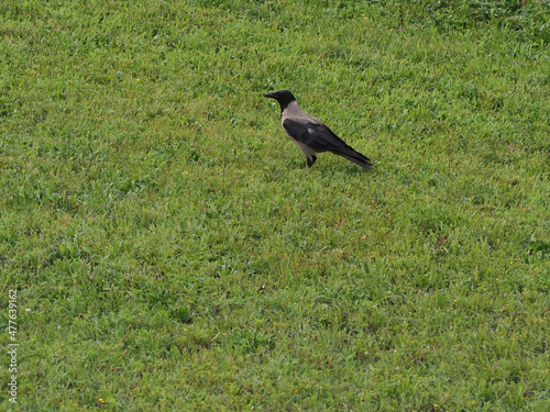 crow (Corvus) bird animal photo