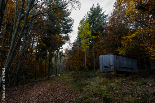 Rucher situé en forêt vosgienne, Alsace, France