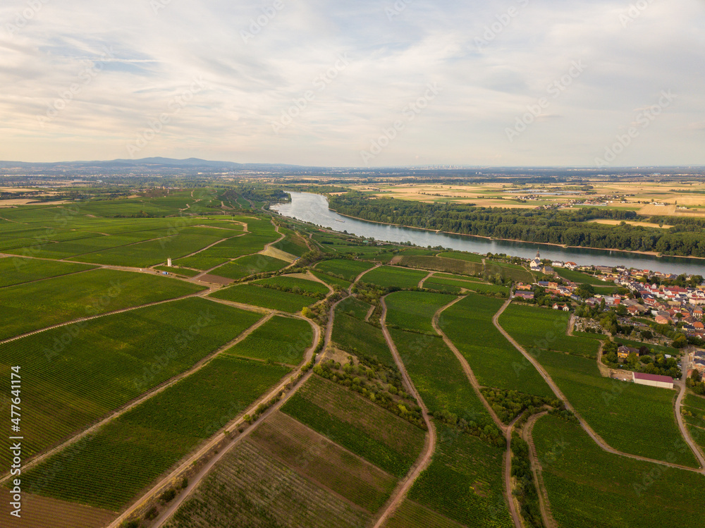Fototapeta premium Drohnen Luftaufnahme der Weinberge am Roten Hang bei Nierstein und Oppenheim im Sommer beim Sonnenuntergang, Rheinland-Pfalz Deutschland
