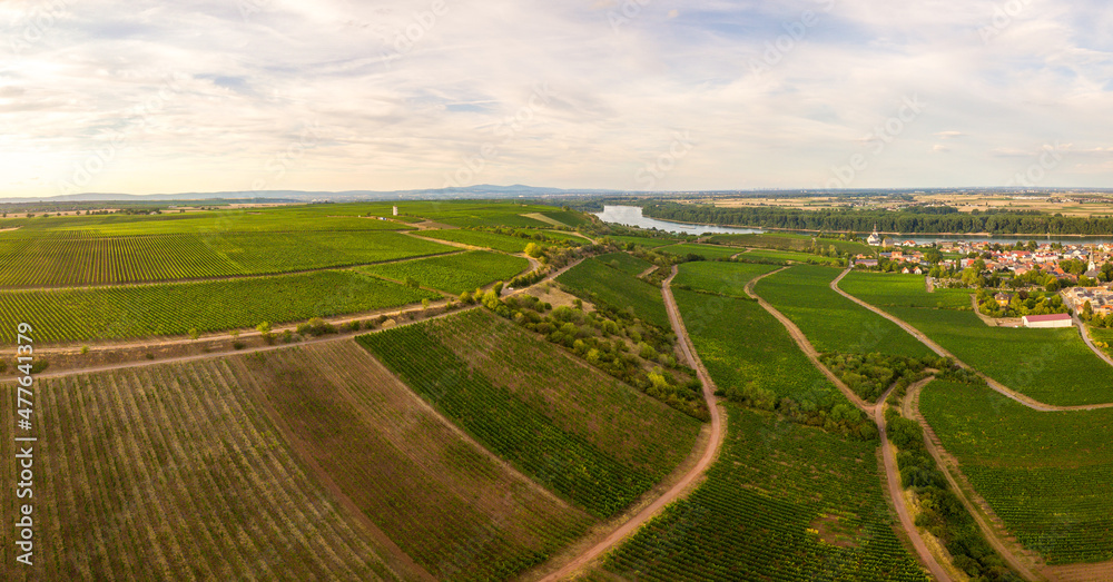 Drohnen Luftaufnahme der Weinberge am Roten Hang bei Nierstein und Oppenheim im Sommer beim Sonnenuntergang, Rheinland-Pfalz Deutschland