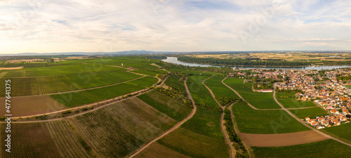 Drohnen Luftaufnahme der Weinberge am Roten Hang bei Nierstein und Oppenheim im Sommer beim Sonnenuntergang, Rheinland-Pfalz Deutschland photo