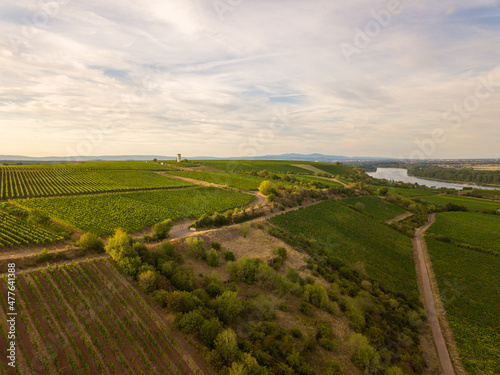 Drohnen Luftaufnahme der Weinberge am Roten Hang bei Nierstein und Oppenheim im Sommer beim Sonnenuntergang  Rheinland-Pfalz Deutschland