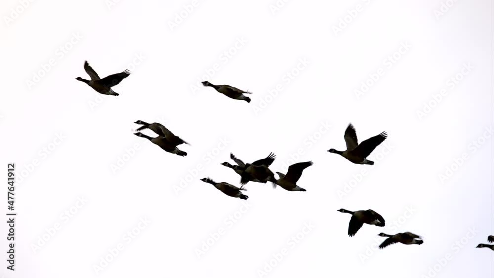 Graceful Canada geese flying, landing in slow motion, filmed in 4K-120fps.
Graceful Canada geese flying, landing in slow motion, filmed in 4K-120fps.
