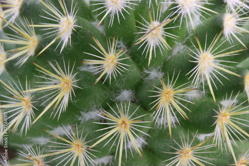 beautiful cactus with skewered spines to fend off predators self-defense protection