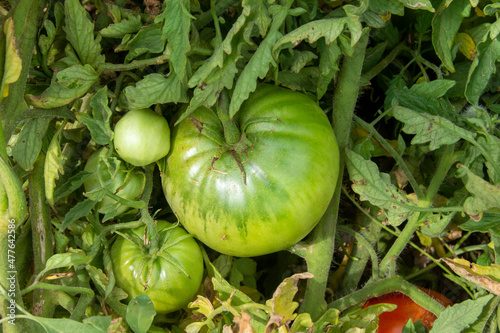 Tomate verde madurando en el huerto