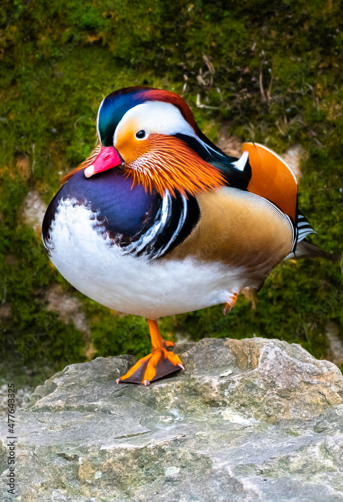 Male Mandarin Duck (Aix Galericulata) With Colorful Plumage Balancing On Stone Male Mandarin Duck (Aix Galericulata) With Colorful Plumage Balancing On Stone