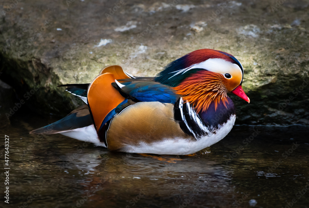 Male Mandarin Duck (Aix Galericulata) With Colorful Plumage Standing In River Water Male Mandarin Duck (Aix Galericulata) With Colorful Plumage Standing In River Water