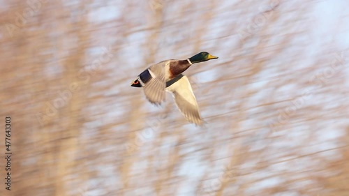 Mallard duck, drake, flying past fast, in slow motion, filmed in 4K 120fps. Playback is at 30fps, 1/4 speed.
