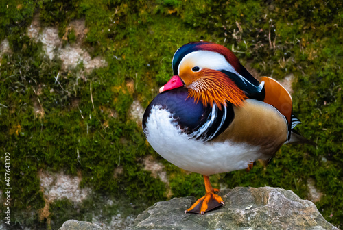 Male Mandarin Duck (Aix Galericulata) With Colorful Plumage Balancing On Stone