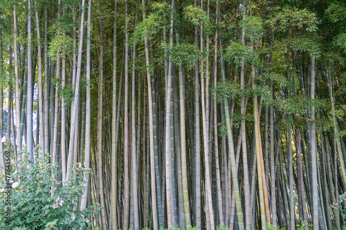 Bamboo trees close-up. Natural background