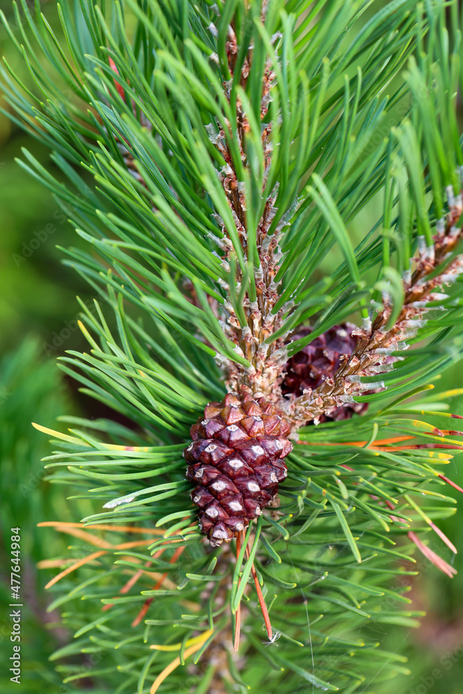 Ein Zapfen einer Kiefer an einer Kiefer. Tannenzapfen am Nadelbaum. Ein Zapfen einer Kiefer an einer Kiefer. Tannenzapfen am Nadelbaum.