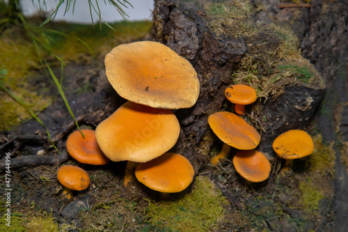 The mushroom is a false chanterelle, also an orange talker, Hygrophoropsis orange (Latin Hygrophoropsis aurantiaca) with a yellow hat on a background of dry leaves and green grass. Plants mushrooms na