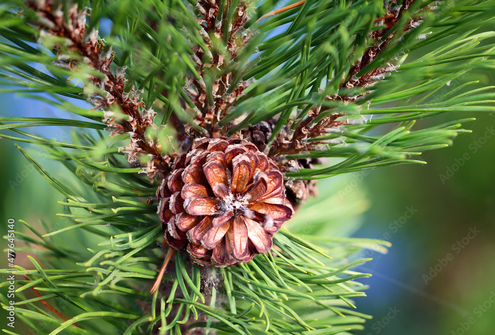 Fototapeta premium Ein Zapfen einer Kiefer an einer Kiefer. Tannenzapfen am Nadelbaum.