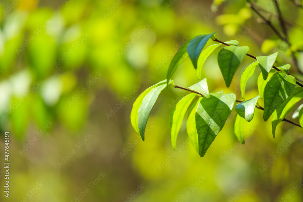 Obraz premium Plant green leaf in garden with bokeh background