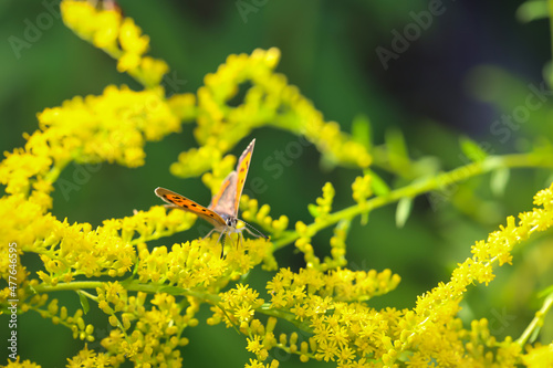 Ein Schmetterling auf einer Wiese. Wunderschöne Schmetterlinge Deutschlands. photo