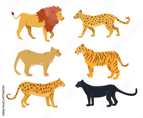 Realistic wild cat cartoon characters vector illustrations set. Drawings of big cats  lion  jaguar  cougar  tiger  cheetah  black panther isolated on white background. Wildlife  fauna  zoo concept