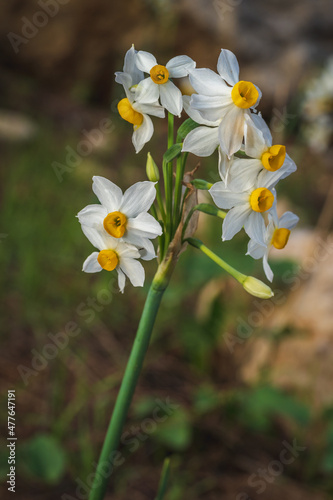  Common Narcissus flower - the king of the swamp
