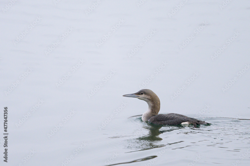 A black throated loon swimming on a river A black throated loon swimming on a river