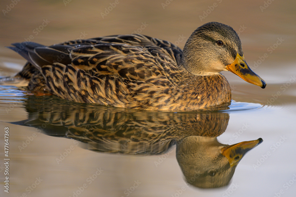 Portrait of a female mallard swimming in water Portrait of a female mallard swimming in water