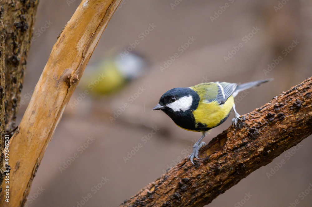 Naklejka premium A great tit sitting on a twig