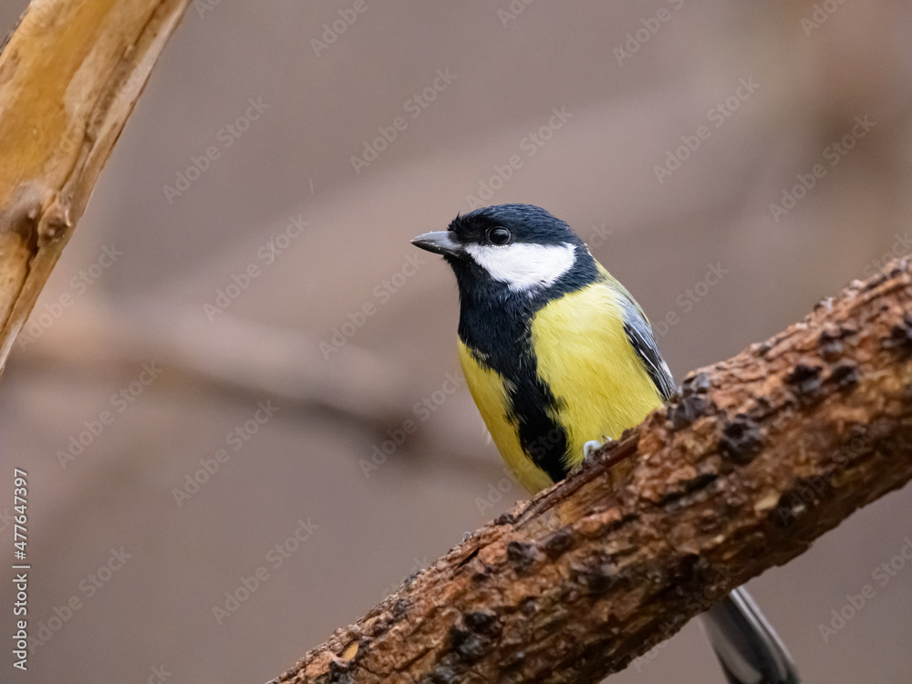 Obraz premium A great tit sitting on a twig
