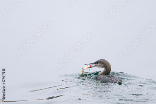 A black throated loon eating a fish photo