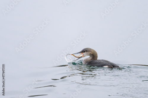 A black throated loon eating a fish photo