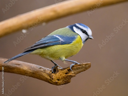 A blue tit sitting on a branch photo