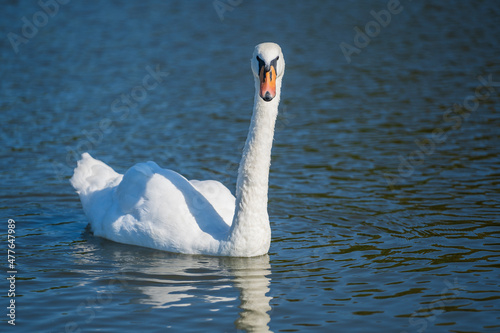 Snow-white mute swan swims in the pond water