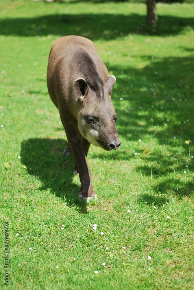 cow in the grass cow in the grass
