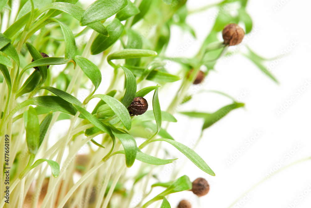 Sprouted Coriander seeds close up. Coriander microgreens. Germinate Cilantro seeds Sprouted Coriander seeds close up. Coriander microgreens. Germinate Cilantro seeds
