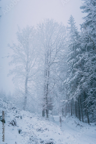 snow covered oak at fog