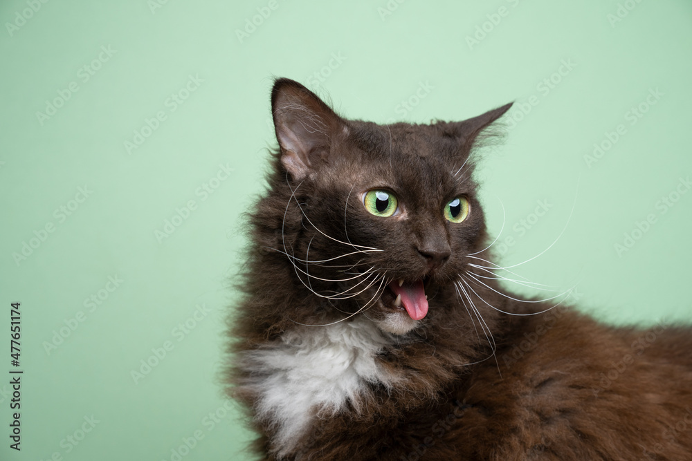brown white laperm cat with green eyes looking disgusted or displeased sticking out tongue portrait on green background