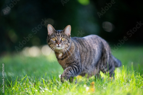 Fotografie tabby cat on the move walking on sunny meadow outdoors looking at camera curious