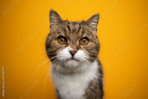 beautiful tabby white fluffy british shorthair cat portrait on yellow background © FurryFritz