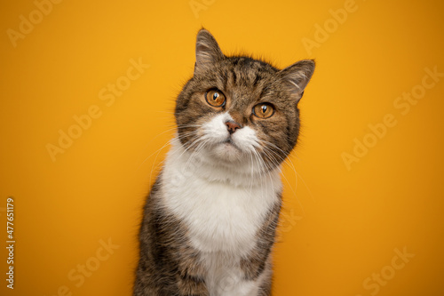 Fototapeta Naklejka Na Ścianę i Meble -  beautiful tabby white fluffy british shorthair cat portrait on yellow background with copy space