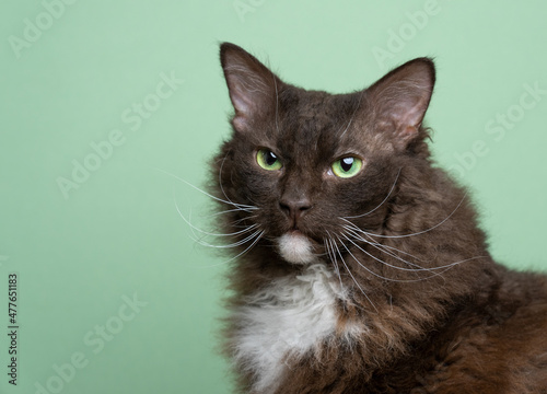 Obraz na plátně brown white laperm cat with green eyes portrait on green background with copy sp