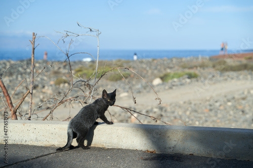 A black cat looks around on the road
